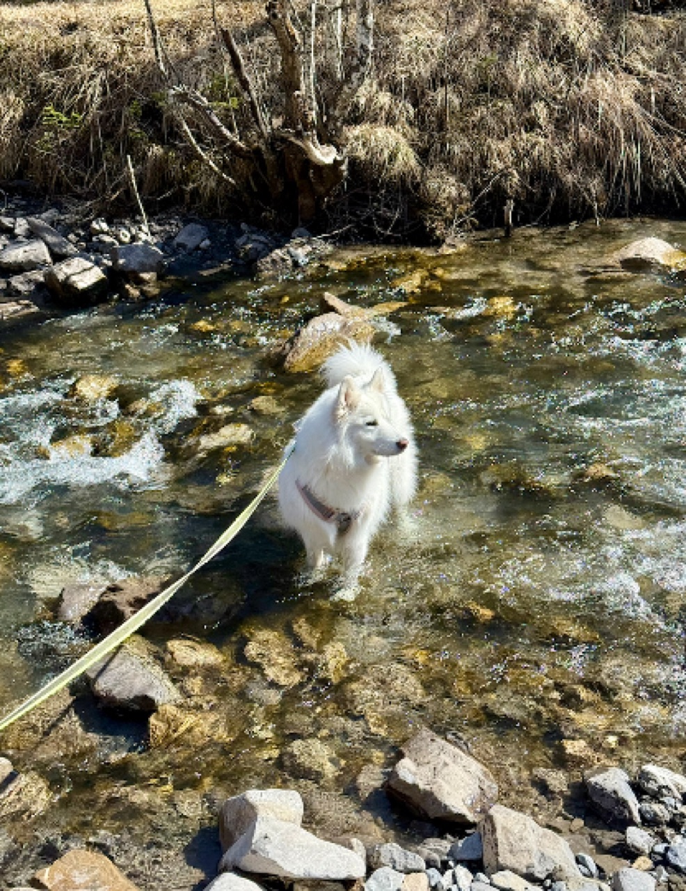 Freya